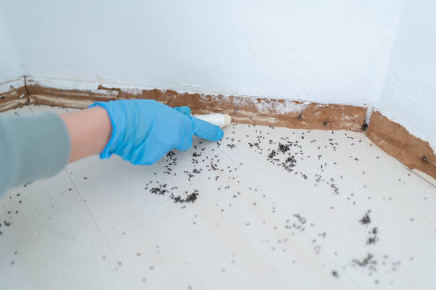 Best Bed Bug Extermination  in Pacific Grove, CA